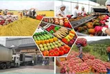 Xuất khẩu rau quả tăng 17,7% trong 6 tháng đầu năm 2026, xuất siêu hơn 2 tỷ usd