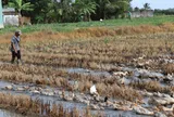 Thu hút doanh nghiệp làm hạt nhân cho chăn nuôi công nghệ cao