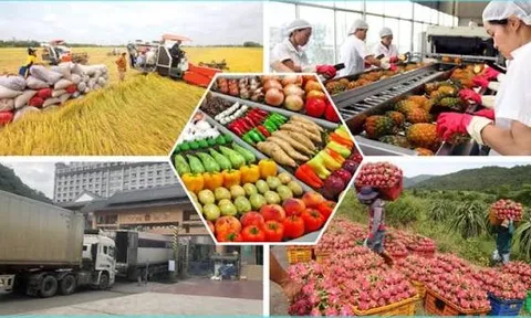 Xuất khẩu rau quả tăng 17,7% trong 6 tháng đầu năm 2026, xuất siêu hơn 2 tỷ usd