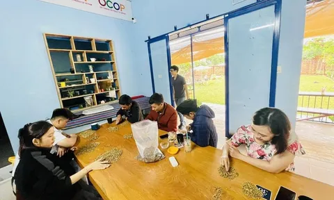 Gia Lai đưa sở hữu trí tuệ thành tài sản chiến lược của HTX