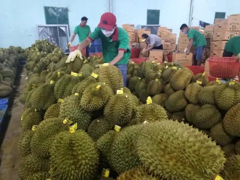 Hỗ trợ doanh nghiệp xuất khẩu sầu riêng, chanh leo sang thị trường Trung Quốc