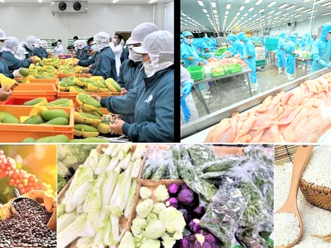 Xuất khẩu nông, lâm, thủy sản tăng, nhưng áp lực phân hóa thị trường và nhóm hàng