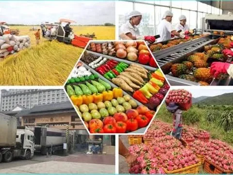 Xuất khẩu rau quả tăng 17,7% trong 6 tháng đầu năm 2026, xuất siêu hơn 2 tỷ usd