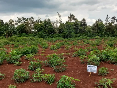 “Bong bóng” bất động sản ăn theo cao tốc kết nối “rừng và biển”
