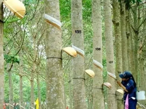 Giá cao su hôm nay 21/1/2026: Thế giới đồng loạt giảm, trong nước ổn định